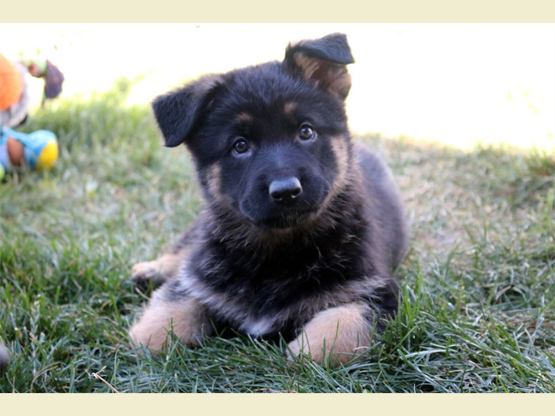 Bi Colored And Black German Shepherd Puppies For Sale