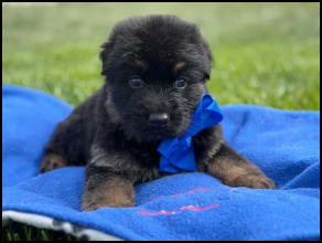 Black and red long coat male Mr. Blue