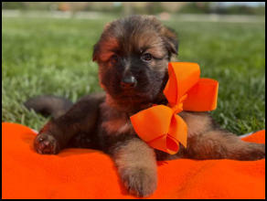 Dark Sable long coat male Mr.Orange