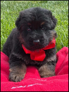 Black and red long coat male Mr. Red