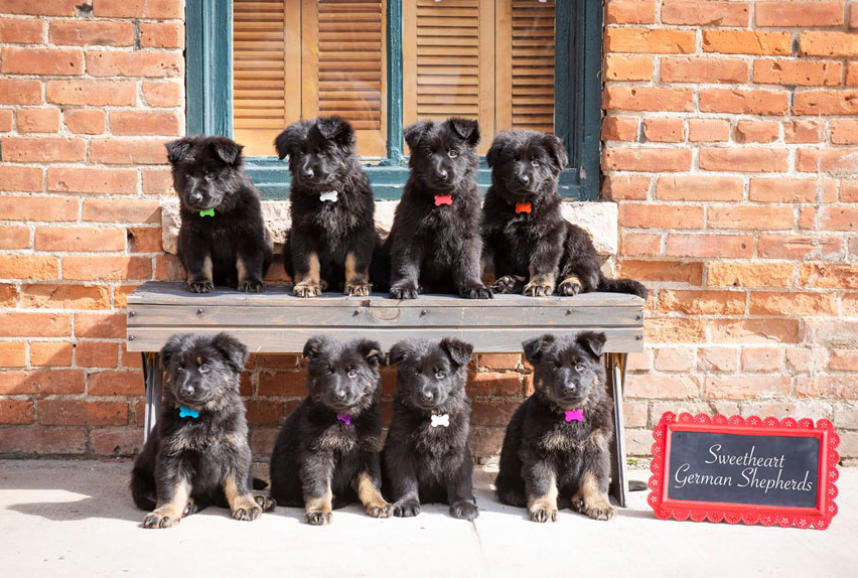 German Shepherd Puppies For Sale Colorado