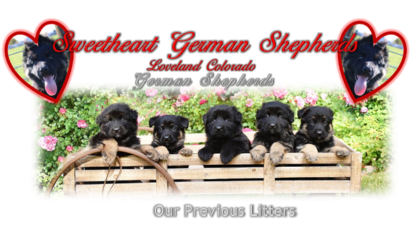Bi-Colored and Black German Shepherd Puppies For Sale